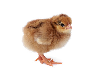 Fototapeta premium Hybrid laying hens chicken. Brown Yellow adorable fluffy newborn brown chick standing isolated on white background.