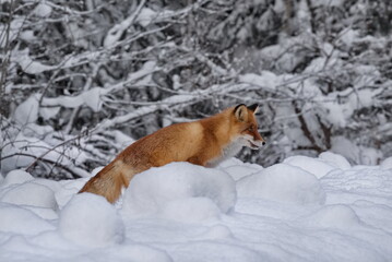 Naklejka premium Russia, Gornaya Shoriya. A young red fox hunts in the snowy Siberian taiga.