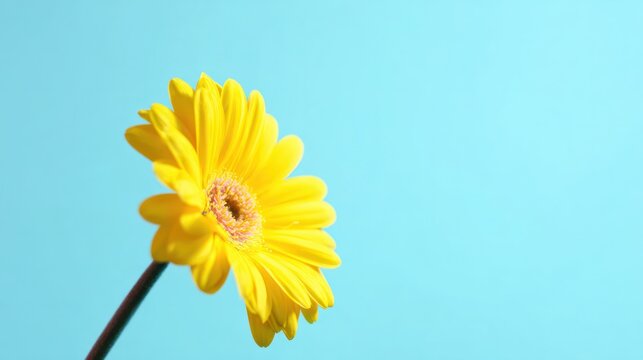 Minimal composition of a bright yellow gerbera on a solid blue studio background. gardening publications, home-decor materials, designed for botanical branding and plant collections.