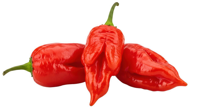 Three fresh red Ghost Peppers, Bhut Jolokia, one of the hottest chilies. Isolated on transparent background, png