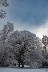 Schneelandschaft mit B&auml;umen in Hamburg Wandsbek an der Wandse