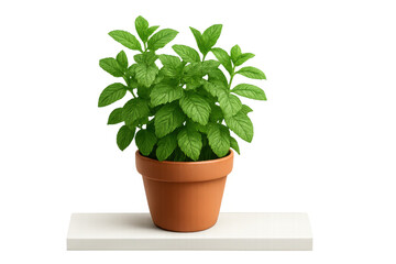 Fototapeta premium Fresh green mint herb plant in terracotta pot on shelf
