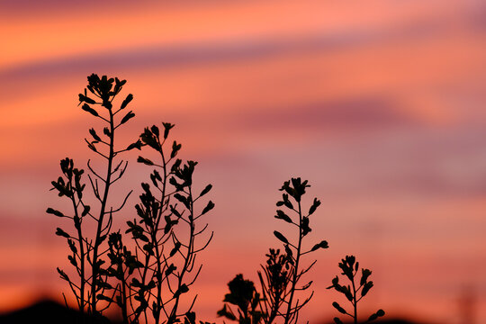 茜色に染まる空と | The sky stained in madder red and...