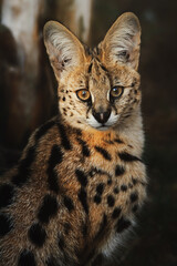 Fototapeta premium Serval (Leptailurus serval) Detail portrait