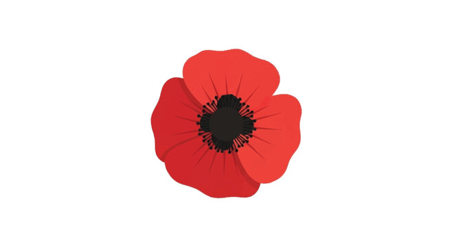 Red poppy flower with black center petals white background
