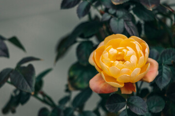 yellow rose on black background