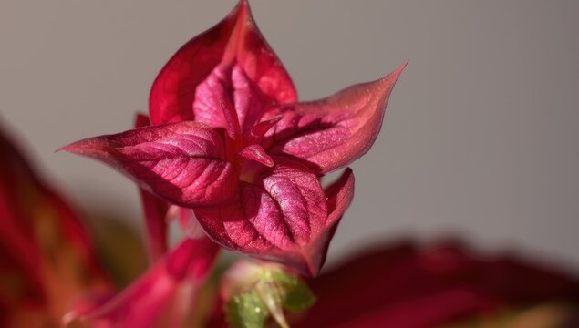 Macro view of flowering red episcia cupreata