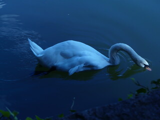 Elegant Swan Eating on a Peaceful Lake in Nature