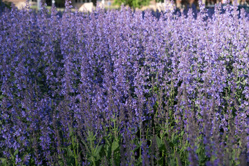 Obraz premium Purple salvia flower bed in bright city park in Spring, dense violet blooms background, closeup view