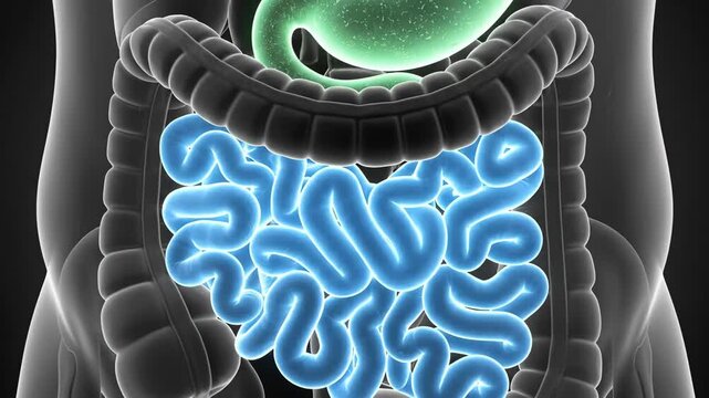 Explaining Digestive System Basics and How the Stomach and Intestines Work