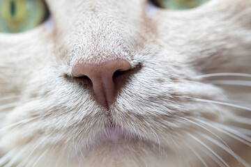 Close-up cat portrait  yellow cat with green eyes.