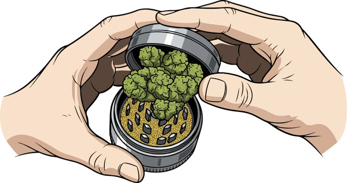 Illustration of two hands holding an open metal grinder filled with green plant buds on white background