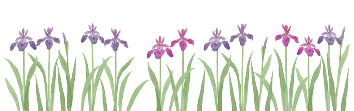 Watercolor iris flower frame, hand-painted purple and pink Japanese iris-300dpi-