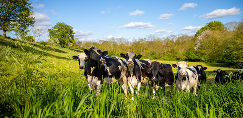 Troupeau de vache laiti&egrave;re en pleine nature sous le soleil du printemps.