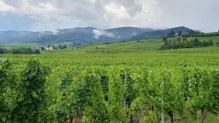 Obraz premium View of the vineyards on the Alsatian Wine Route, near the village of Hunawihr.