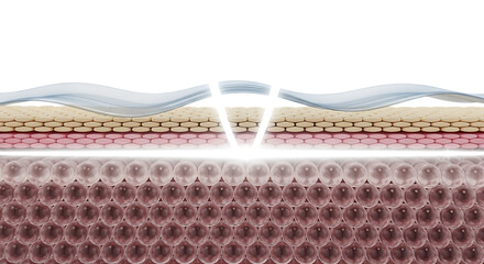Layers of human skin and tissue structure with detailed cross-section highlighting multiple cell types, collagen fibers, and extracellular matrix components in realistic anatomical illustration