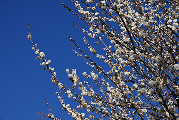 白梅と青空
