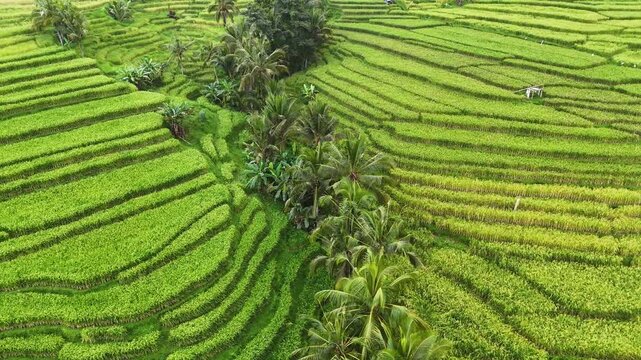 Cinematic aerial video of rice terraces captured in the morning light. The drone footage shows layered fields with vibrant green tones, tropical palm trees, and soft shadows.
