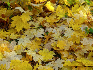 Fallen autumn yellow leaves from maple trees on a forest path