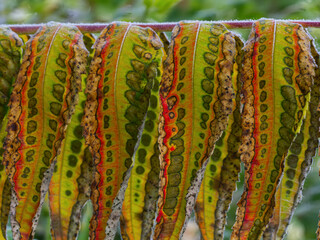 The picture shows the leaves of the cattail sumac (Rhus typhina) in autumn color.