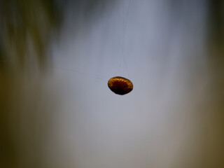 Some brown cocoon or speck caught in the threads of a spider's web