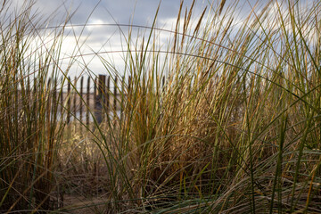 reeds on the beach