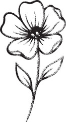 Hand-Drawn Poppy Flower Illustration in Textured Charcoal Sketch Style