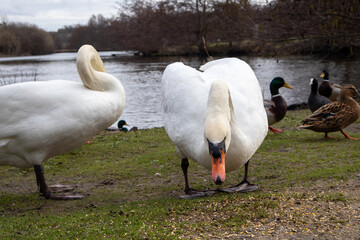 Obraz premium geese on the river