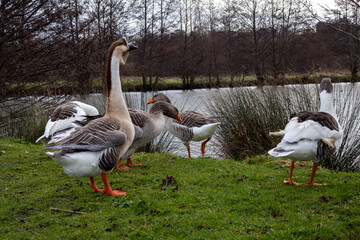canada goose and geese