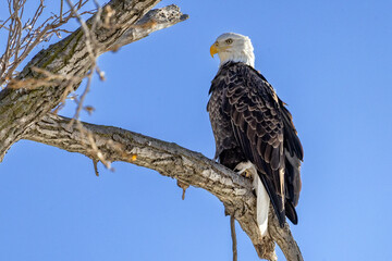 american bald eagle
