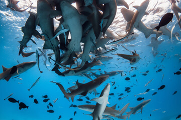 Large group of nurse sharks underwater in ocean. Tropical aquatic life