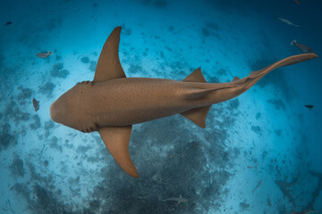 Nurse shark swims underwater in blue sea at Maldives.