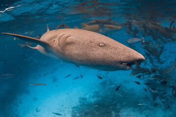 Close up nurse shark in tropical sea