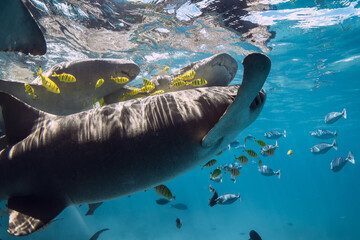 Tropical fish swims with nurse sharks underwater.