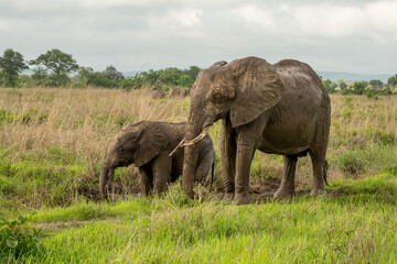 elephants in the savannah