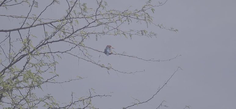 Small Colourful Kingfisher Bird Perched Gracefully on a Thorny Babul Tree Branch against a Clear Blue Sky in Rural India