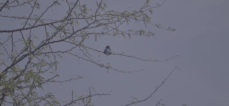 Small Colourful Kingfisher Bird Perched Gracefully on a Thorny Babul Tree Branch against a Clear Blue Sky in Rural India