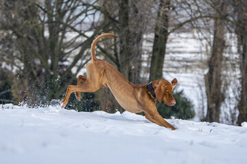dog playing in snow
