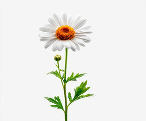 Fototapeta premium Daisy flower isolated on white