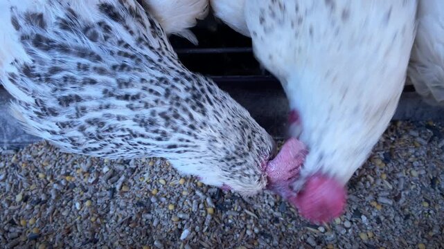 The chickens are pecking at grain from the feeder and clucking.