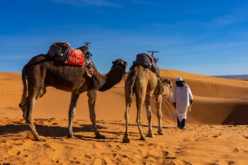 Fototapeta premium Urlaub in Marokko, in der Sahara, Wüste Erg Chebbi bei Erfoud: Faszinierende Dünenlandschaft mit Kamelen, Dromedaren, Beduine