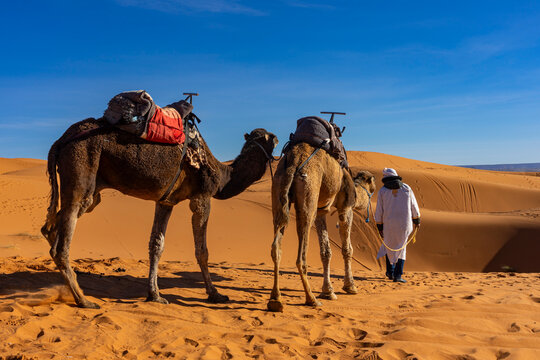 Urlaub in Marokko, in der Sahara, W&uuml;ste Erg Chebbi bei Erfoud: Faszinierende D&uuml;nenlandschaft mit Kamelen, Dromedaren, Beduine
