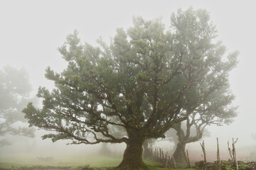 Madera Las Fanal stare drzewa wawrzynu we mgle na wysokim płaskowyżu © KoLesfot