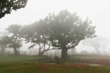 Madera Las Fanal stare drzewa wawrzynu we mgle na wysokim płaskowyżu © KoLesfot