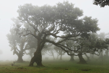 Madera Las Fanal stare drzewa wawrzynu we mgle na wysokim płaskowyżu © KoLesfot