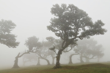 Madera Las Fanal stare drzewa wawrzynu we mgle na wysokim płaskowyżu © KoLesfot