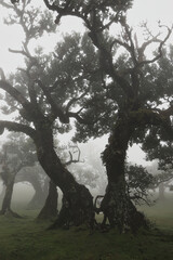 Madera Las Fanal stare drzewa wawrzynu we mgle na wysokim płaskowyżu © KoLesfot