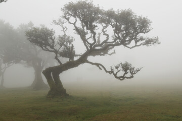 Madera Las Fanal stare drzewa wawrzynu we mgle na wysokim płaskowyżu © KoLesfot