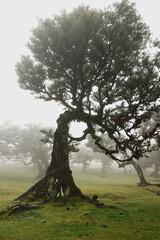 Madera Las Fanal stare drzewa wawrzynu we mgle na wysokim płaskowyżu © KoLesfot