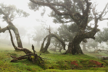 Madera Las Fanal stare drzewa wawrzynu we mgle na wysokim płaskowyżu © KoLesfot